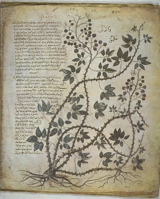 illustration